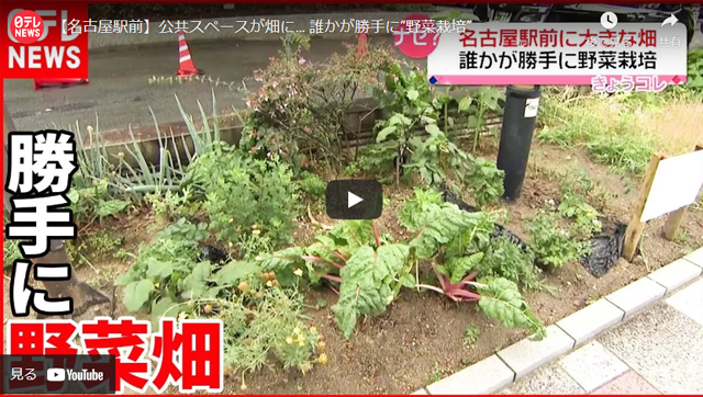 名古屋駅前の植え込みで家庭菜園